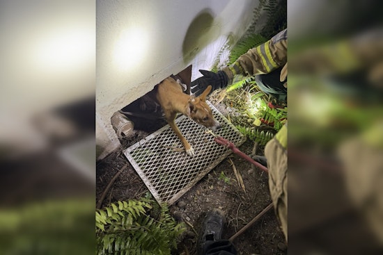 Miami Beach Firefighters Heroically Rescue Puppy Trapped Under Building