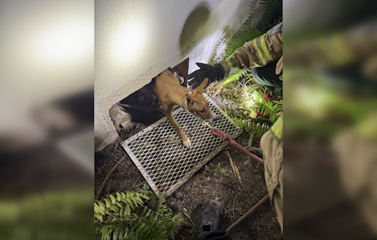 Miami Beach Firefighters Heroically Rescue Puppy Trapped Under Building