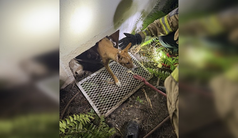 Miami Beach Firefighters Heroically Rescue Puppy Trapped Under Building
