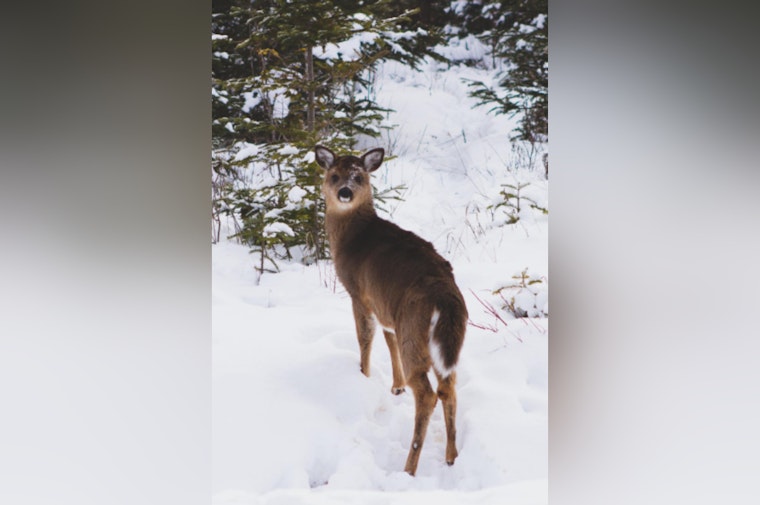 Michigan DNR Offers $200,000 in Grants for Deer Habitat Improvement in Upper Peninsula