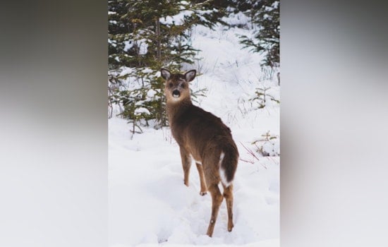 Michigan DNR Offers $200,000 in Grants for Deer Habitat Improvement in Upper Peninsula
