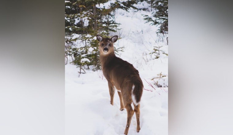 Michigan DNR Offers $200,000 in Grants for Deer Habitat Improvement in Upper Peninsula