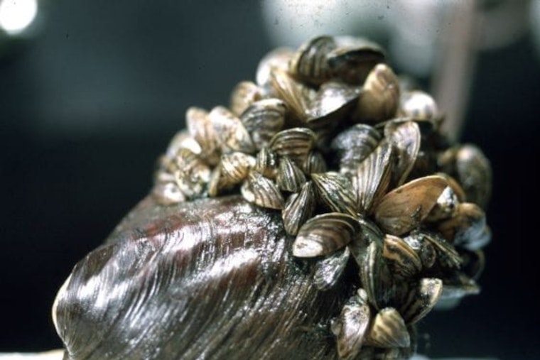 Michigan Invasive Species Program Revives NotMISpecies Webinar Series to Tackle Wildlife and Plant Threats