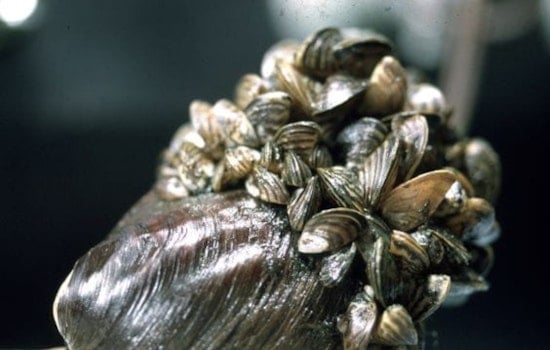 Michigan Invasive Species Program Revives NotMISpecies Webinar Series to Tackle Wildlife and Plant Threats