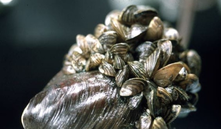 Michigan Invasive Species Program Revives NotMISpecies Webinar Series to Tackle Wildlife and Plant Threats