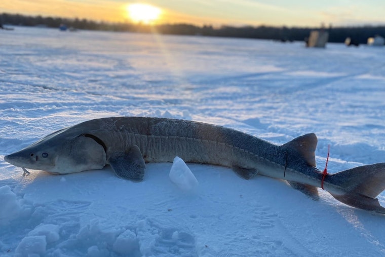 Michigan's Brief Black Lake Sturgeon Season Set to Begin Amid Conservation Efforts in Cheboygan County