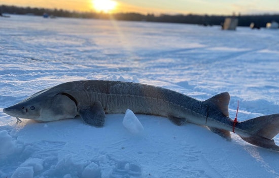 Michigan's Brief Black Lake Sturgeon Season Set to Begin Amid Conservation Efforts in Cheboygan County