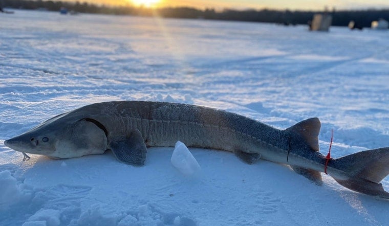 Michigan's Brief Black Lake Sturgeon Season Set to Begin Amid Conservation Efforts in Cheboygan County