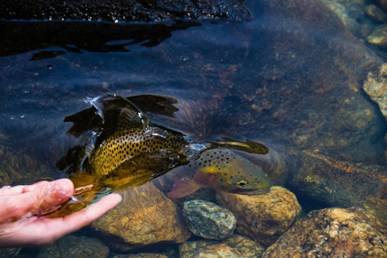 Michigan's Waters Enriched with Over 600,000 Fish to Boost Angling Opportunities