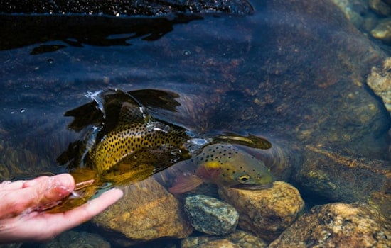 Michigan's Waters Enriched with Over 600,000 Fish to Boost Angling Opportunities