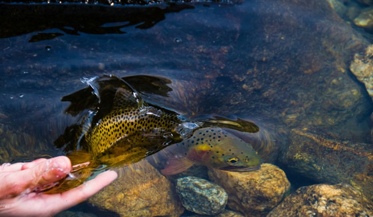 Michigan's Waters Enriched with Over 600,000 Fish to Boost Angling Opportunities