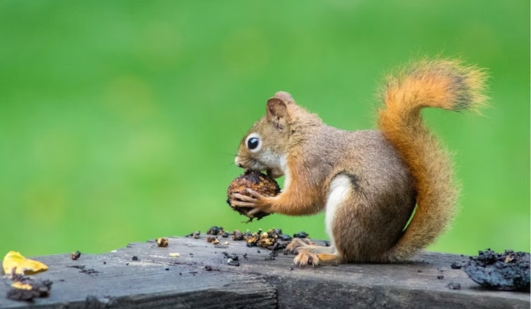 Millcreek Block Rattled After Squirrel Is Taken Out With Blow Dart