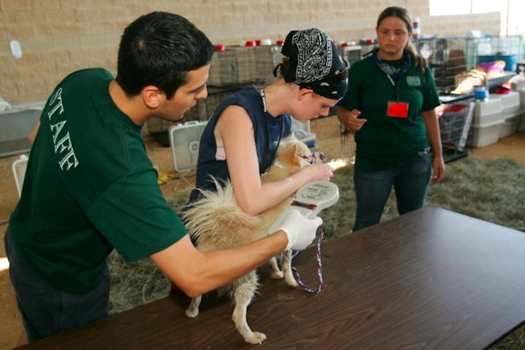Milwaukee Considers Pet Crackdown With Microchips and No Chains