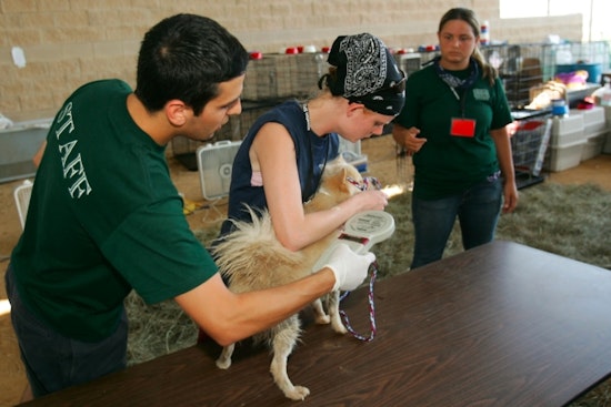 Milwaukee Considers Pet Crackdown With Microchips and No Chains