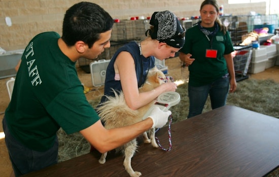 Milwaukee Considers Pet Crackdown With Microchips and No Chains
