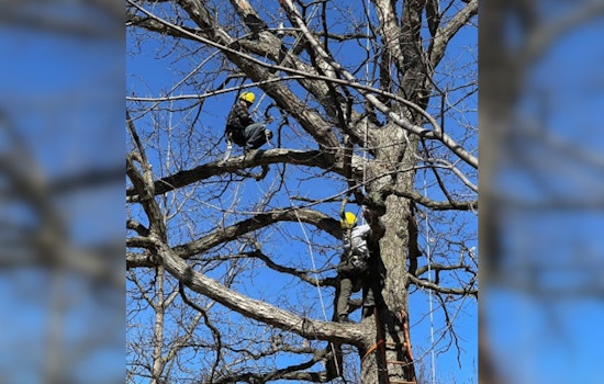 Milwaukee Launches Youth Arborist Apprenticeship for Urban Forestry Careers
