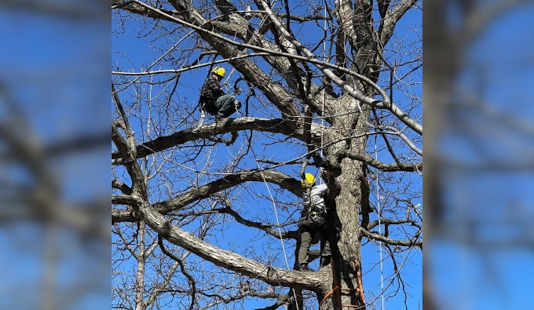 Milwaukee Launches Youth Arborist Apprenticeship for Urban Forestry Careers