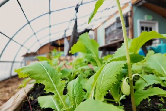 Minneapolis Seeks Sustainable Innovators: Homegrown Minneapolis Offers Grants for Urban Agriculture and Food Waste Reduction Initiatives