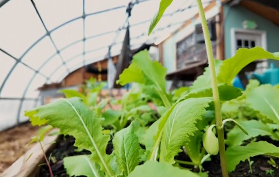 Minneapolis Seeks Sustainable Innovators: Homegrown Minneapolis Offers Grants for Urban Agriculture and Food Waste Reduction Initiatives