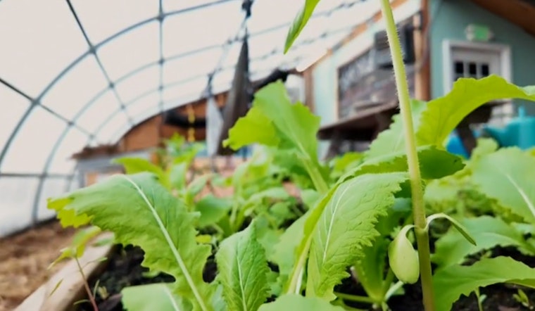 Minneapolis Seeks Sustainable Innovators: Homegrown Minneapolis Offers Grants for Urban Agriculture and Food Waste Reduction Initiatives
