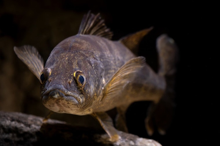 Minnesota Walleye Shock: DNR Moves To Chop Daily Limit To Four
