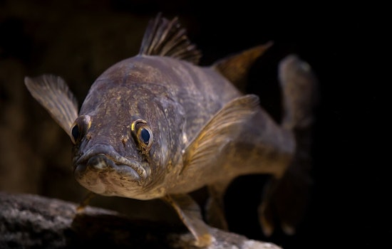 Minnesota Walleye Shock: DNR Moves To Chop Daily Limit To Four