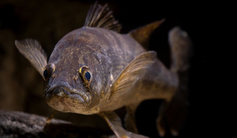 Minnesota Walleye Shock: DNR Moves To Chop Daily Limit To Four