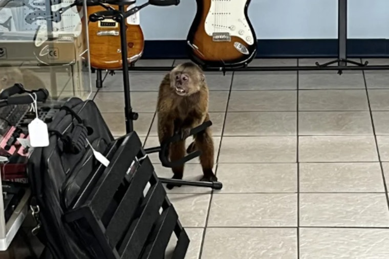 Mischievous Monkey Captured After Damaging Morristown Music Store, Alleged Interstate Theft Unravels