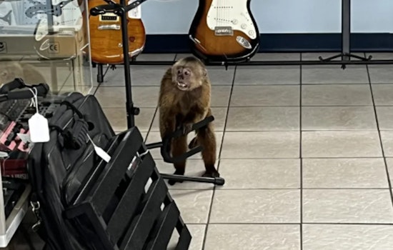 Mischievous Monkey Captured After Damaging Morristown Music Store, Alleged Interstate Theft Unravels