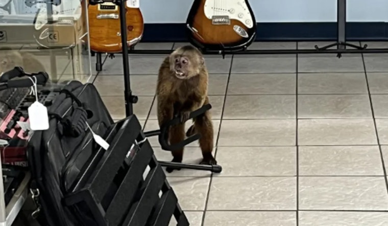 Mischievous Monkey Captured After Damaging Morristown Music Store, Alleged Interstate Theft Unravels