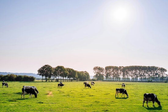 Missouri Farmers Await Announcement of Beef and Dairy Producer Grants for 2026