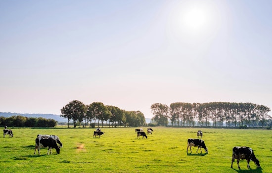 Missouri Farmers Await Announcement of Beef and Dairy Producer Grants for 2026