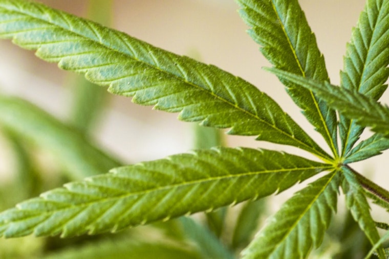 Moab Siblings Beat Chicago Giant To Launch Town’s First Medical Cannabis Pharmacy