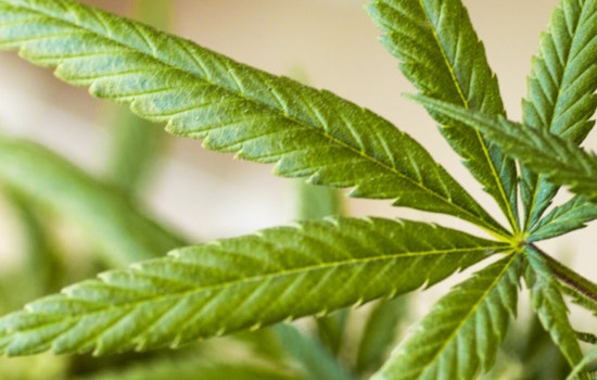 Moab Siblings Beat Chicago Giant To Launch Town’s First Medical Cannabis Pharmacy