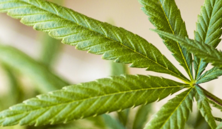 Moab Siblings Beat Chicago Giant To Launch Town’s First Medical Cannabis Pharmacy