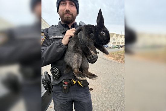 Monroe Police Department's Swift Action Reunites Runaway Bunny with Owner