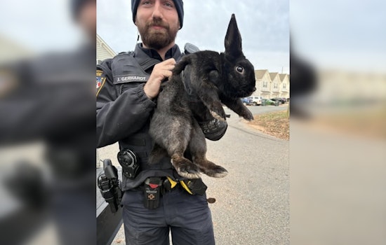 Monroe Police Department's Swift Action Reunites Runaway Bunny with Owner