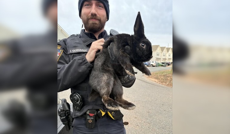 Monroe Police Department's Swift Action Reunites Runaway Bunny with Owner