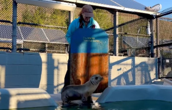 Mountain View Police Rescue Malnourished Sea Lion Pup from City Streets, Babymac Now Recovering