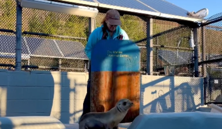 Mountain View Police Rescue Malnourished Sea Lion Pup from City Streets, Babymac Now Recovering