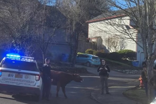 Multnomah County Deputy Lauded for Herding Escaped Cow in Sandy, Showcasing Rural Policing Prowess