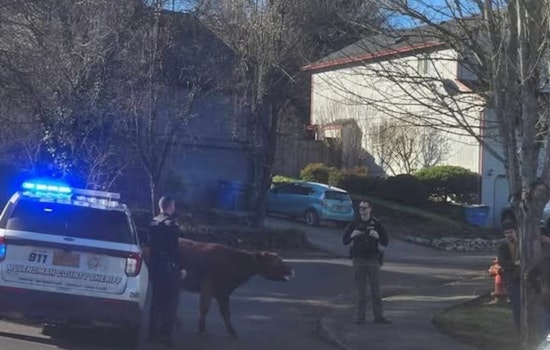 Multnomah County Deputy Lauded for Herding Escaped Cow in Sandy, Showcasing Rural Policing Prowess