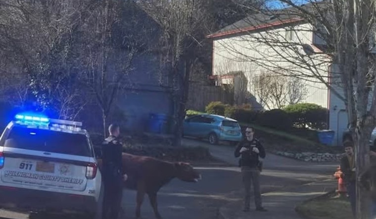 Multnomah County Deputy Lauded for Herding Escaped Cow in Sandy, Showcasing Rural Policing Prowess