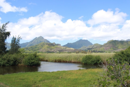 Neighbors Snatch Kawainui Makai Estuary From Developers' Grip