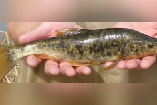 Nevada's Endangered Pahranagat Roundtail Chub Finds Hope as Key Pittman Pond Restoration Succeeds