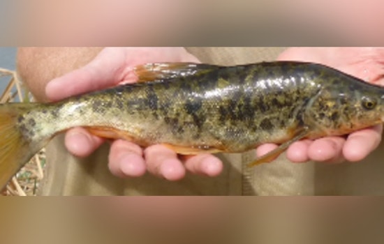 Nevada's Endangered Pahranagat Roundtail Chub Finds Hope as Key Pittman Pond Restoration Succeeds