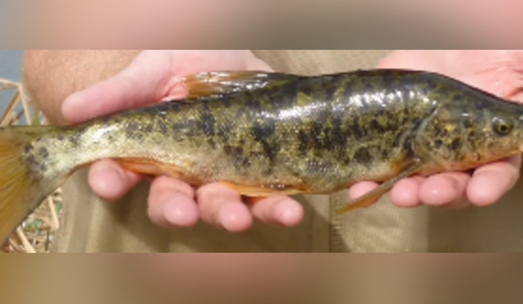 Nevada's Endangered Pahranagat Roundtail Chub Finds Hope as Key Pittman Pond Restoration Succeeds