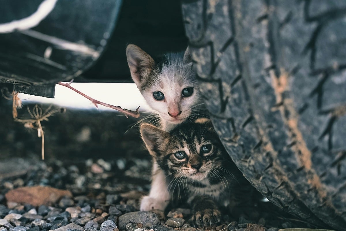 New York City Vets Warn Pet Owners as Canine Influenza and Bird Flu