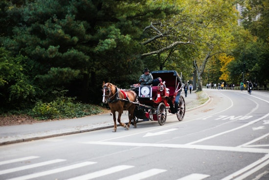 New York City's Horse Carriage Debate Rekindled After Destiny's Midtown Traffic Mishap