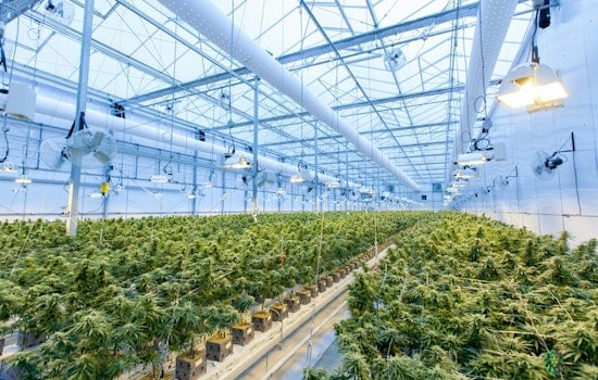 New York's Legal Cannabis Sales Hit Record $2.5 Billion Amid Market Expansion and Regulatory Hurdles